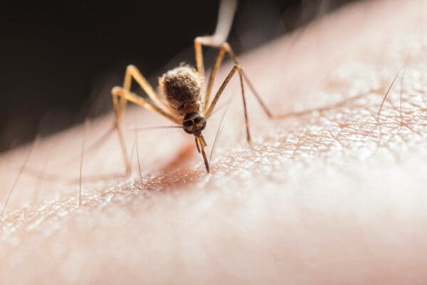 First 2025 detection of West Nile Virus in Livingston County resident