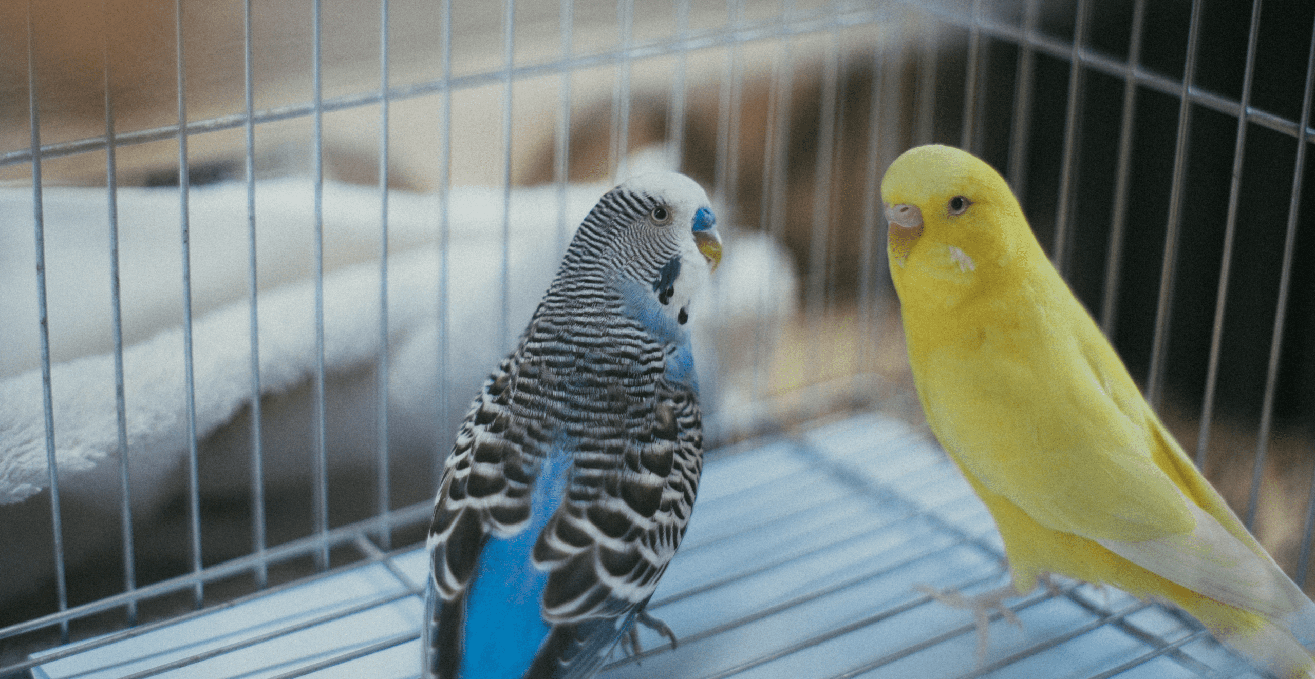 My Pet World: A fearful dog, panicking  parakeets and careless cats My Pet