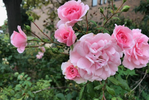 Lighting Up Lansing – One Smile at a Time flowers