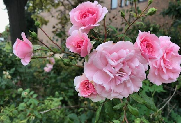 Lighting Up Lansing – One Smile at a Time Summer On Its Way